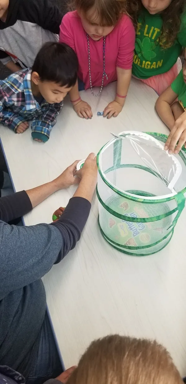 We're  learning all about Bugs!
