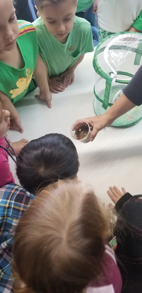 We're  learning all about Bugs!