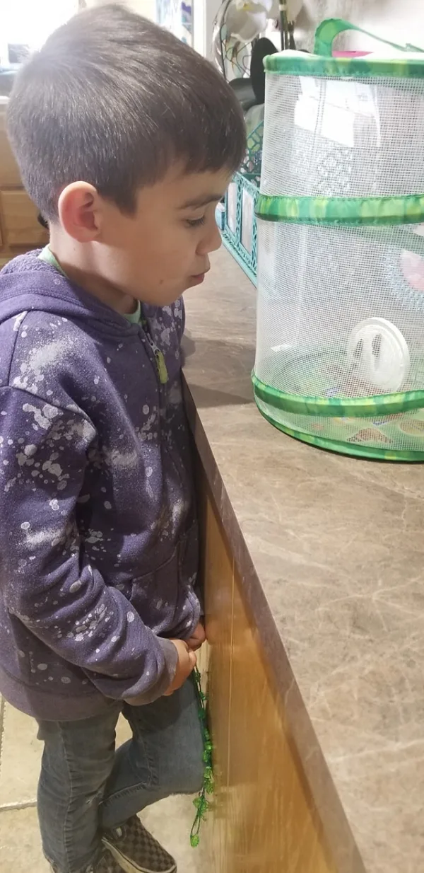 We're  learning all about Bugs!