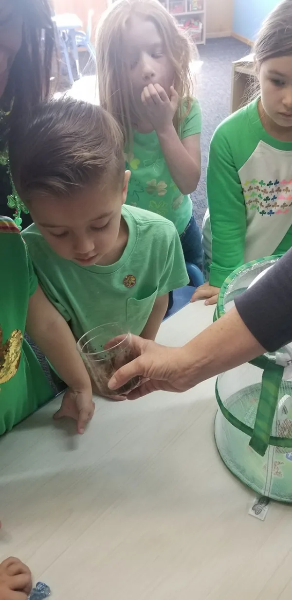 We're  learning all about Bugs!