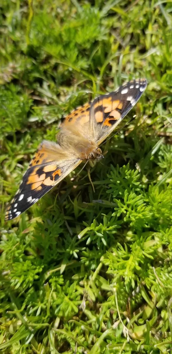 Our Butterflies have Emerged!